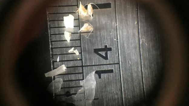 Microplásticos no microscópio