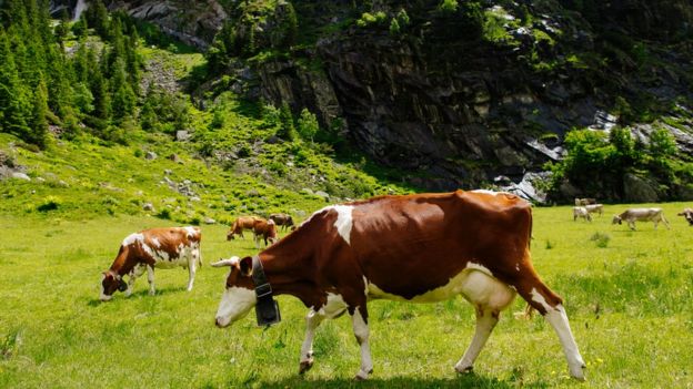 Vacas en los Alpes