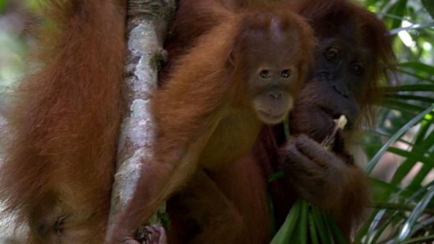 Sumatran orangutan (c) Perry van Duijnhoven