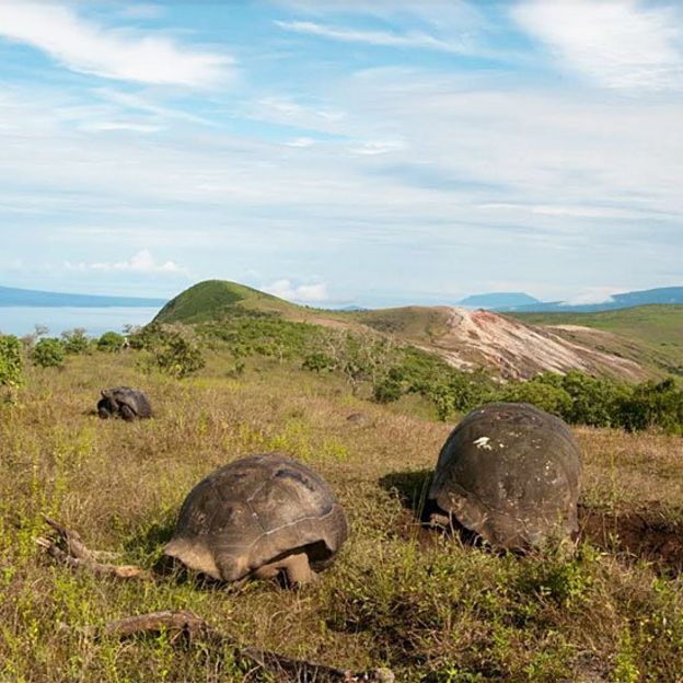 Tortugas gigantes comiendo vegetación en una zona elevada
