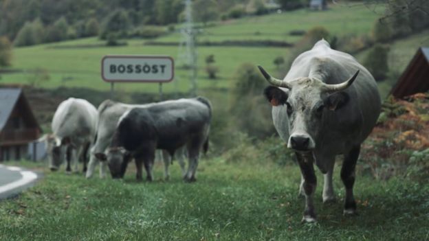 Unas vacas en Bossòst