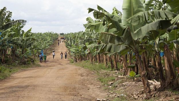 La plantation de bananes de Mondoni, au Cameroun