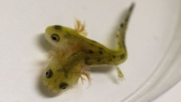 Salamandra de dos cabezas descubierta en 2014 en Israel