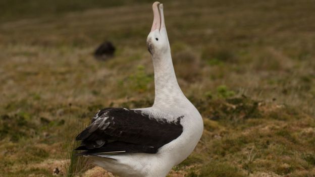 Tristan albatross male