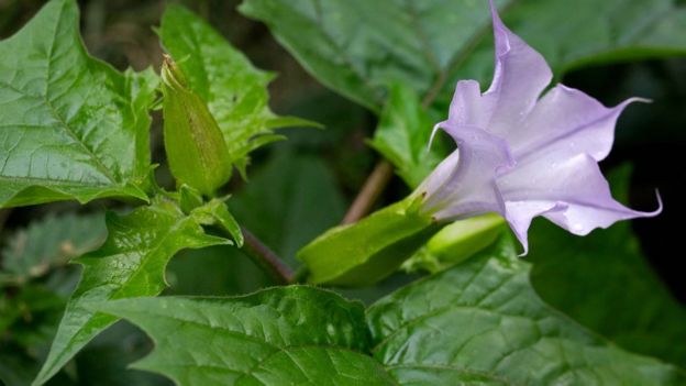 Jimson weed (Datura stramonium) contains toxic alkaloids