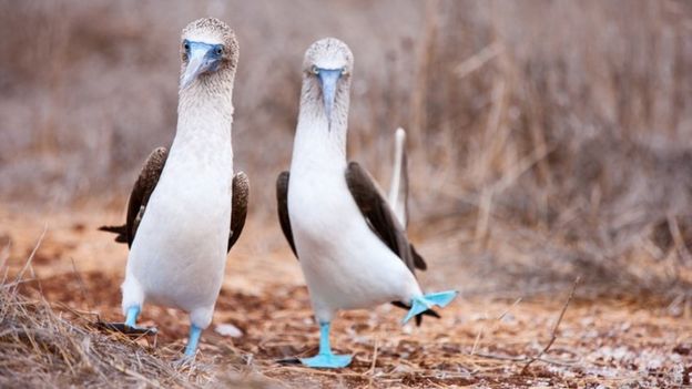 Piqueros patizules en Galápagos