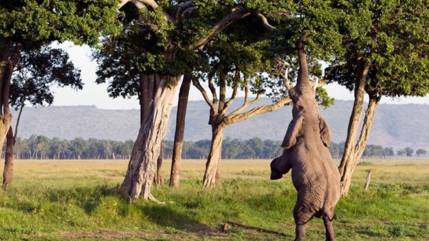 ما هي الحيوانات 