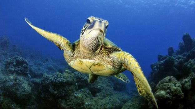 Una tortuga marina en Hawái.