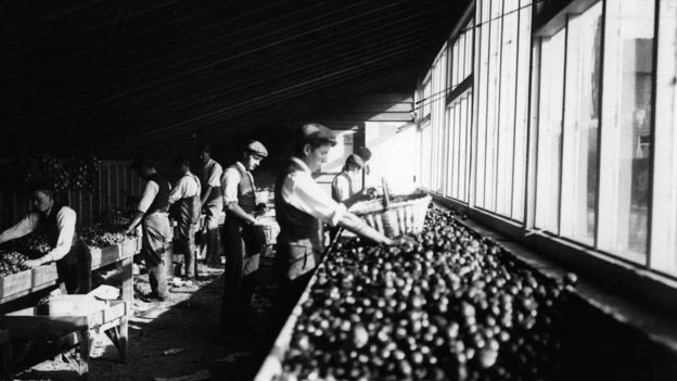 صناديق تفاح