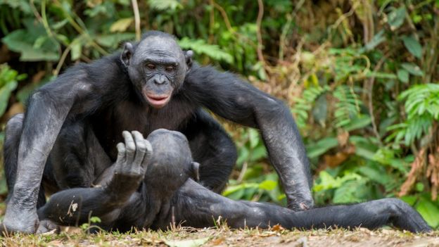 Chimpancés copulando