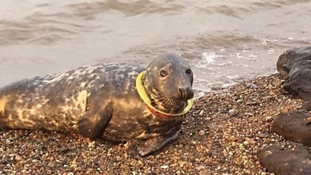 Foca na praia