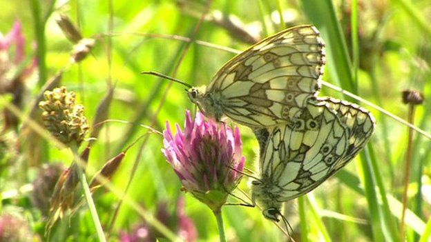 Butterflies mating in a British meadow