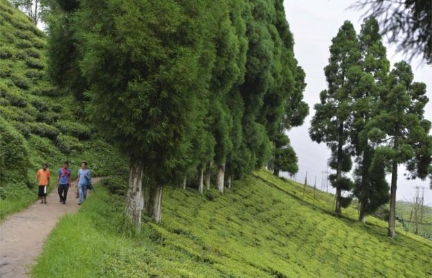Thisfile photo taken on July 7, 2017 shows people walking along a path at the high altitude Happy Valley Tea garden during an indefinite strike called by the Gorkha Janmukti Morcha (GJM) in Darjeeling