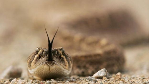 serpiente de cascabel