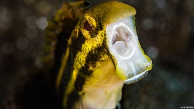 Fang Blenny
