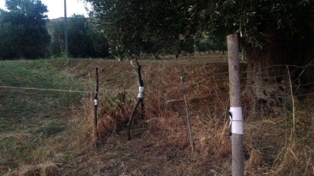 stakes covered with strips of white cardboard