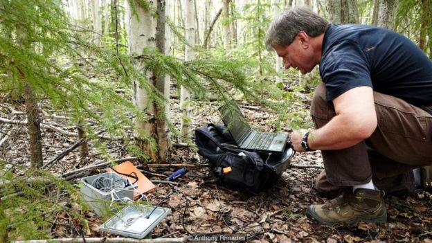 Vladimir Romanovsky coleta os registros de temperatura abaixo do solo da floresta