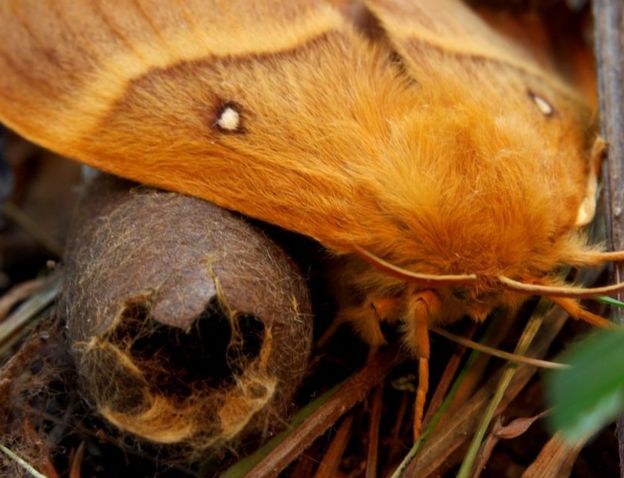 Oak eggar moths
