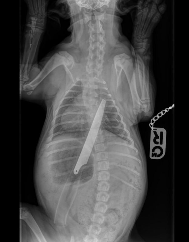 X-ray image of knife inside Macie