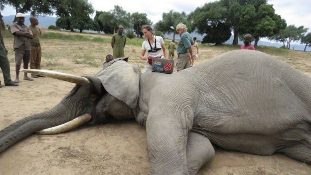 Elephant sedated and lying on its side