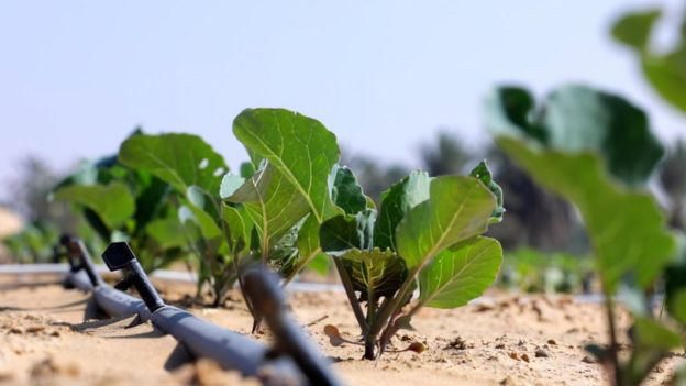 Plantas de quimbombÃ³ que crecen en el desierto.