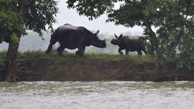 காஸிரங்கா தேசிய பூங்காவில் வெள்ளம்