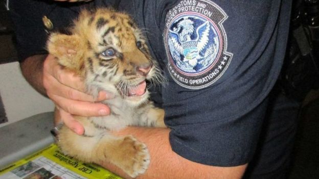 一名美國邊檢人員抱著被少年偷運入境的小老虎