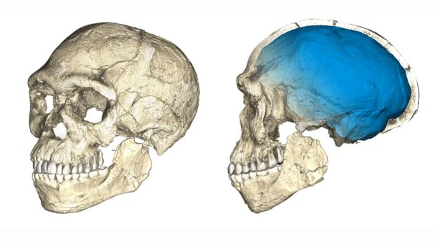 Fosillere göre ilk Homo Sapiens kafatasının şekli böyleydi