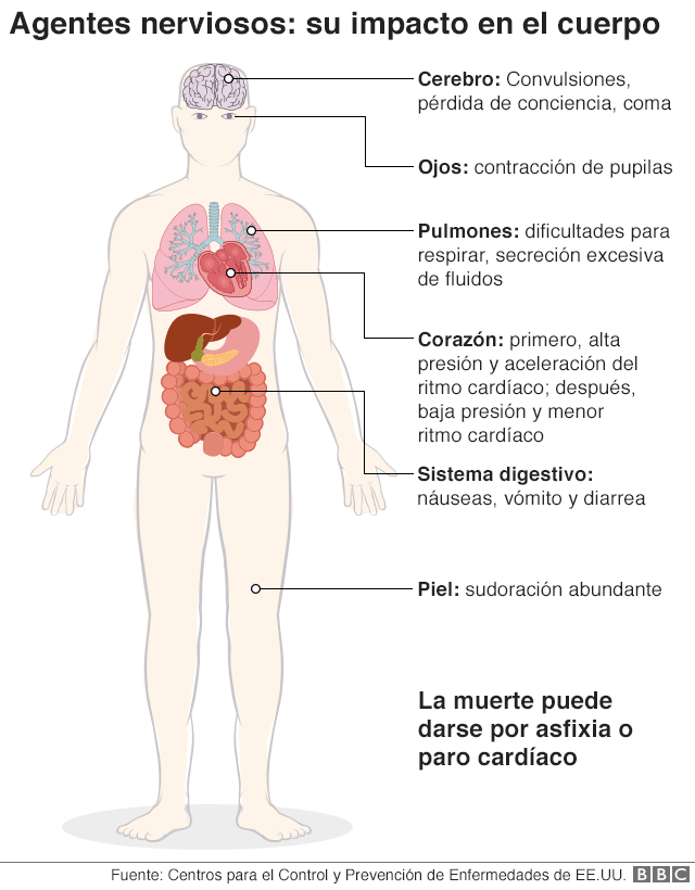 Un gráfico sobre los efectos de los agentes nerviosos en el cuerpo