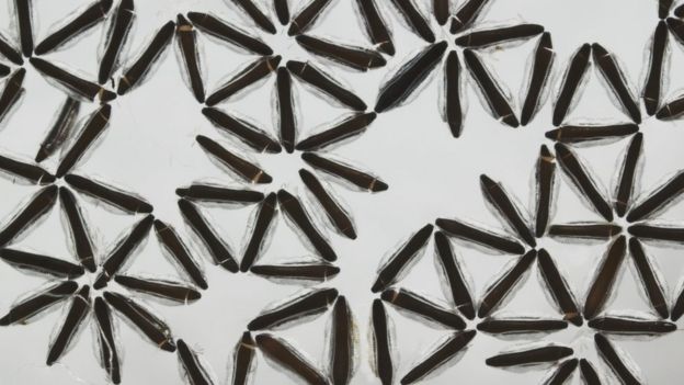 Ukunta kaneecada