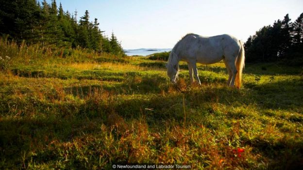 Newfoundland and Labrador Tourism