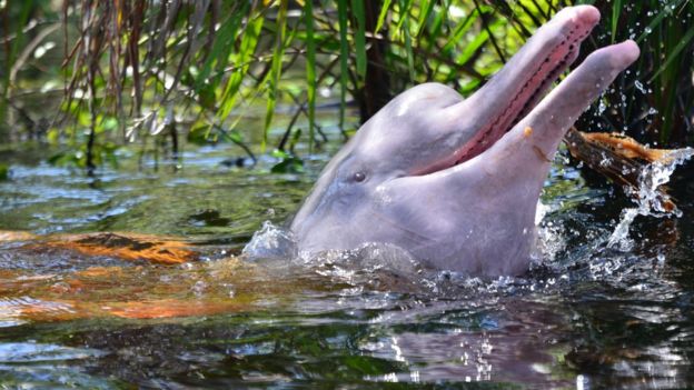Delfín rosado emergiendo del agua Foto: Fundación Omacha