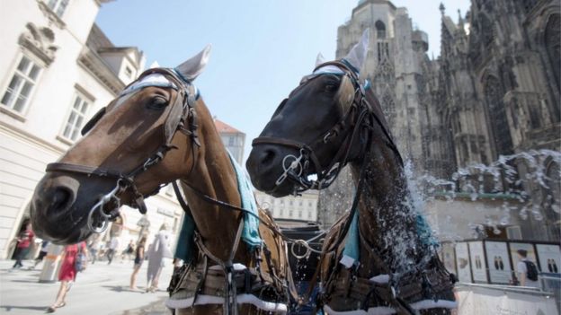 Fiaker horses are doused with water on August 1, 2017 in Vienna, Austria.