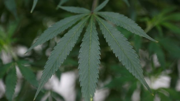 Marihuana