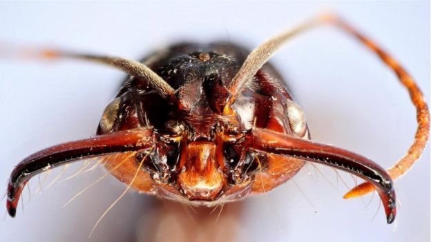 نملة من جنس نمل الفك المصيدة Solvin Zankl/naturepl.com