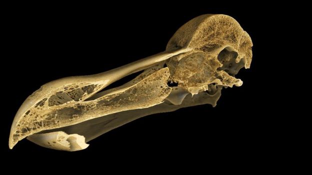 Dodo Scan