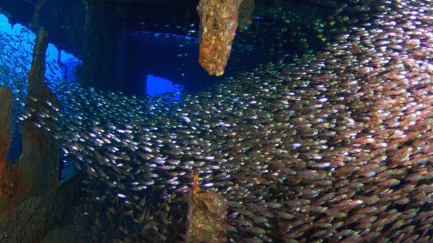 Peixes nos destroços do Chrisoula K, no Mar Vermelho