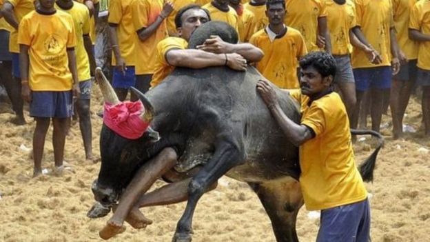 Shindano la Jalikattu katika jimbo la Tamil Nadu India