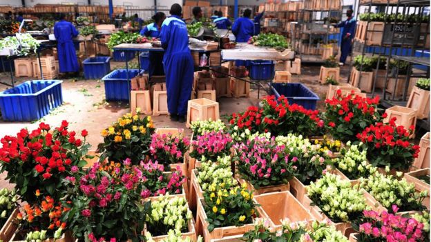 Kenyan roses awaiting export to Europe by plane