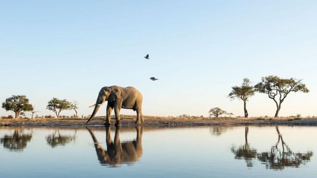 Elefante y su reflejo en un lago