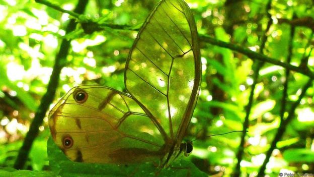 A moth blends into its forest surroundings