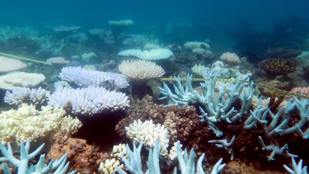 Various bleached coral species