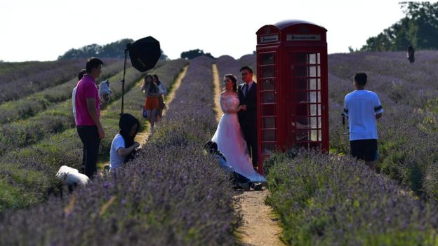 Một cặp đôi chụp ảnh cưới tại Vườn oải hương Mayfield bên cạnh một mô hình bốt điện thoại đỏ