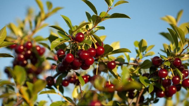 Las cerezas de la pradera