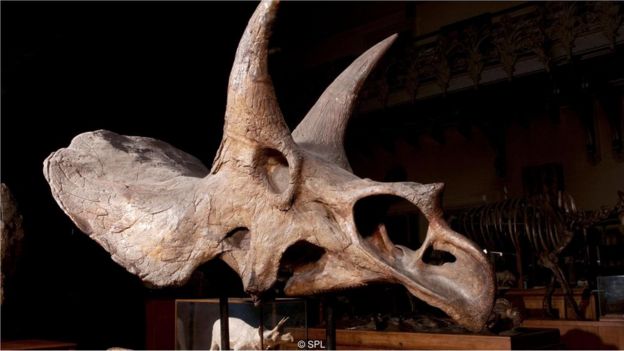 dinozor