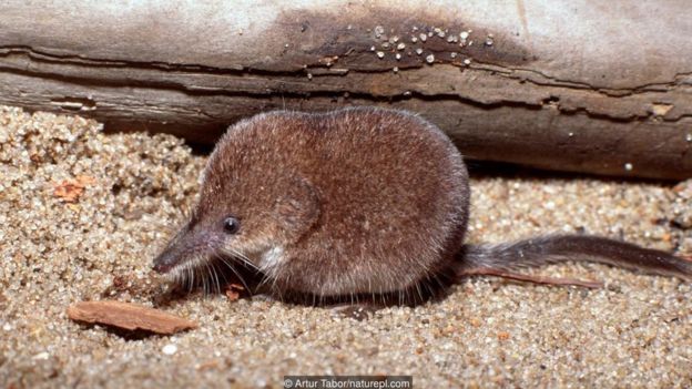 A pygmy shrew (Sorex minutus)