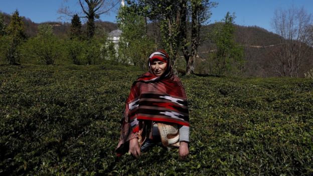 Çay üretimi Türkiye için de önemli bir tarımsal faaliyet