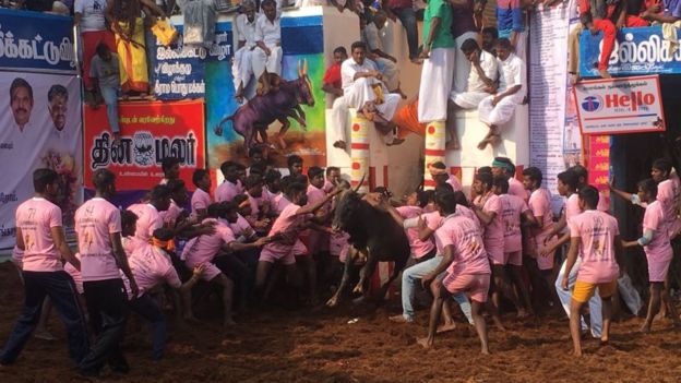 விறுவிறுப்பாக நடந்து வரும் அலங்காநல்லூர் ஜல்லிக்கட்டு