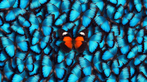 mariposas azules