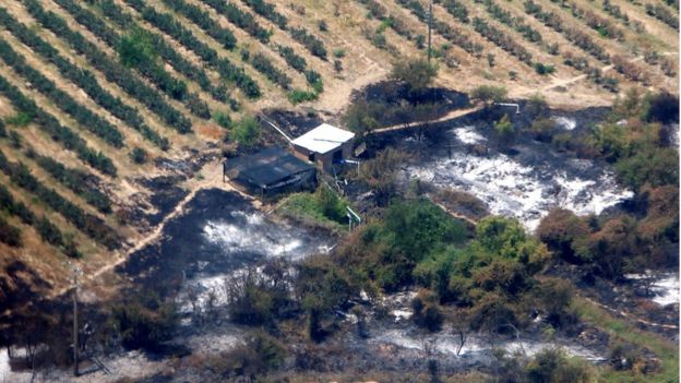 Incendio en un viñedo en Maule